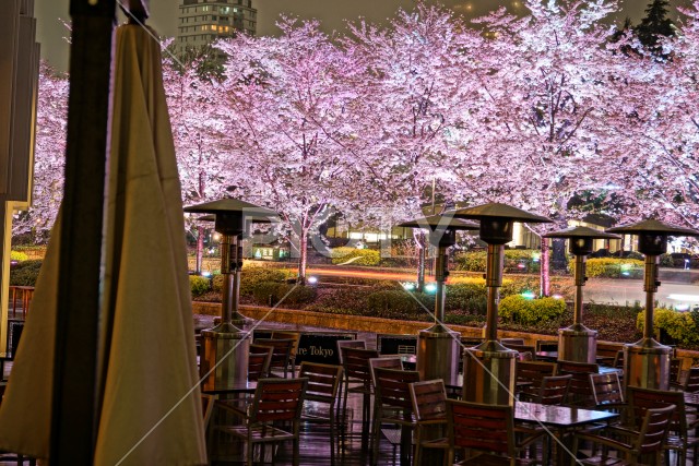 東京ミッドタウンの夜桜