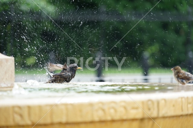 水浴びをする鳥