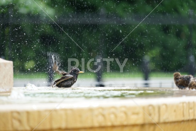 水浴びをする鳥