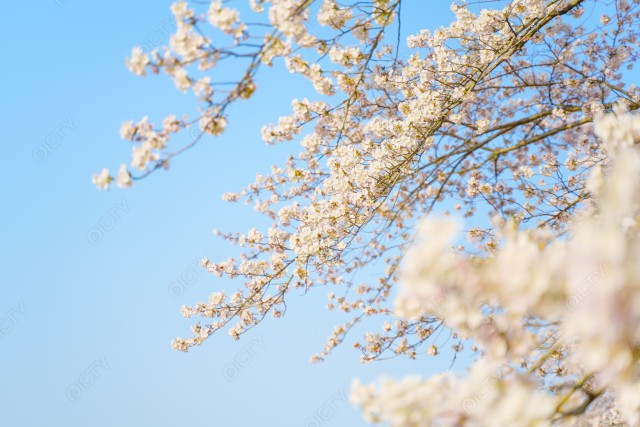 枝垂れた桜と青空