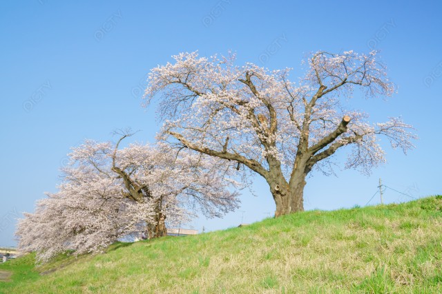 桜並木と青空と草原