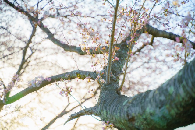 桜と力強い枝と青空