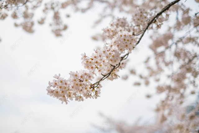 枝垂れた桜と空
