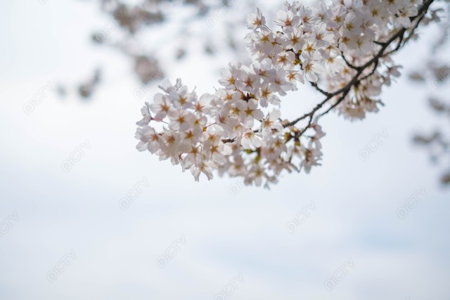 枝垂れた桜と空