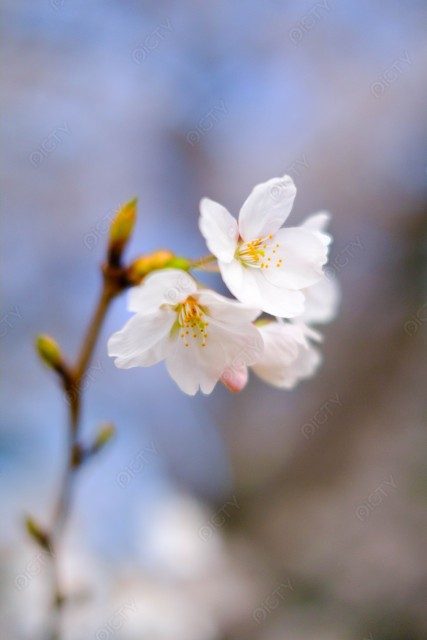 桜のアップと青空