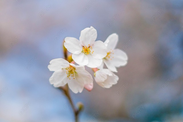 桜のアップと青空