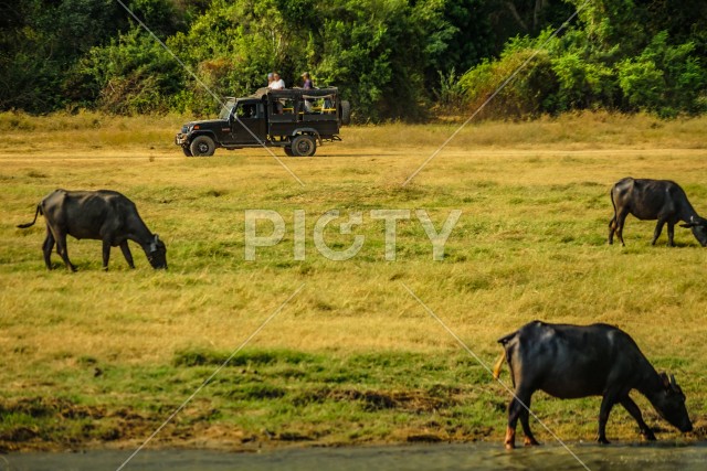 ミンネリア国立公園の牛の大群（スリランカ）