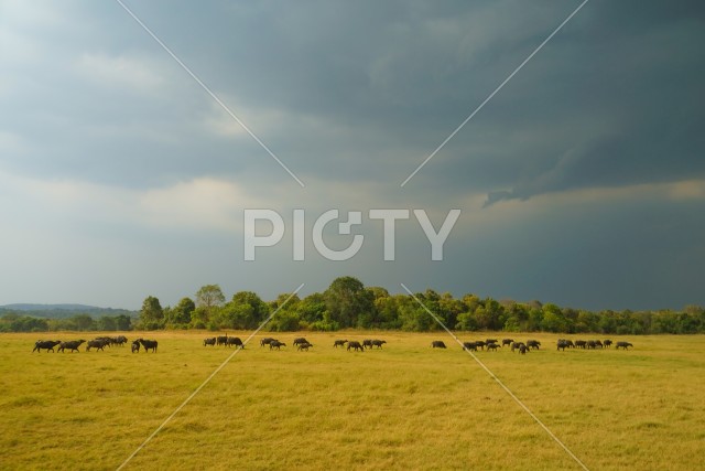 ミンネリア国立公園の牛の大群（スリランカ）