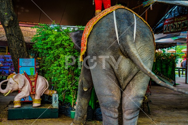 エレファントキャンプの象（タイ王国アユタヤ）