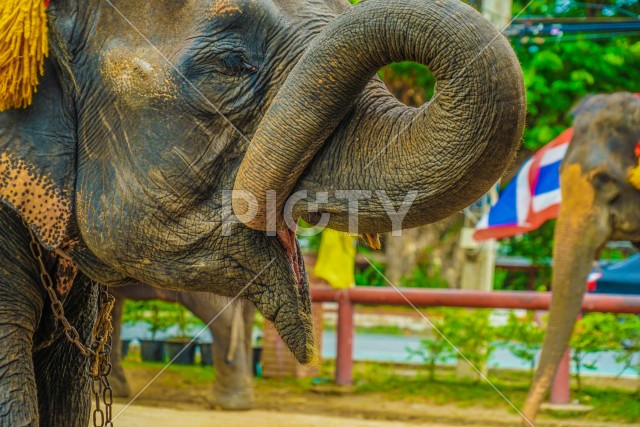 エレファントキャンプの象（タイ王国アユタヤ）