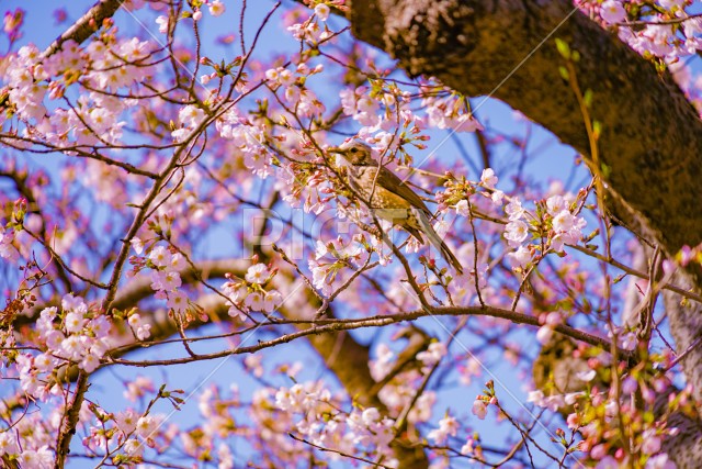 ヒヨドリと桜と青空