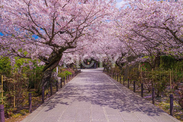 満開の桜のトンネル