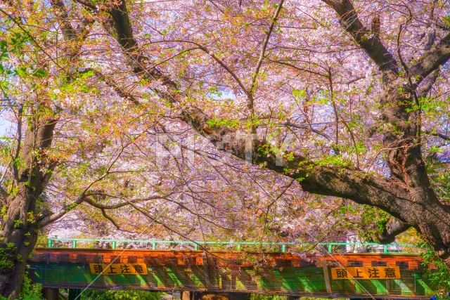 満開の桜と南武線