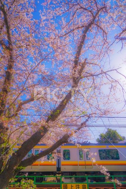 満開の桜と南武線