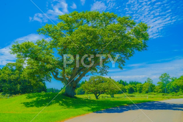 大木と快晴の空