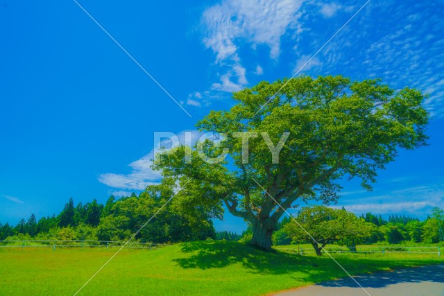 大木と快晴の空