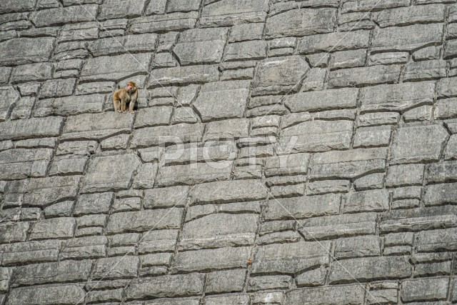 急な岩壁に登る猿