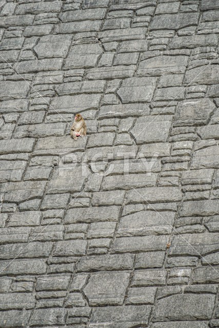 急な岩壁に登る猿
