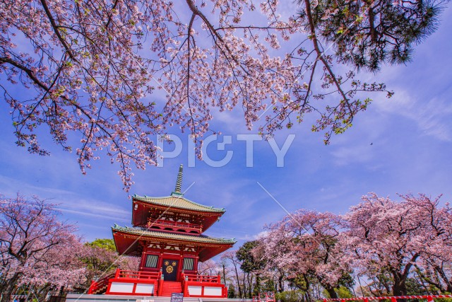 春の桜と孝道山（横浜市）