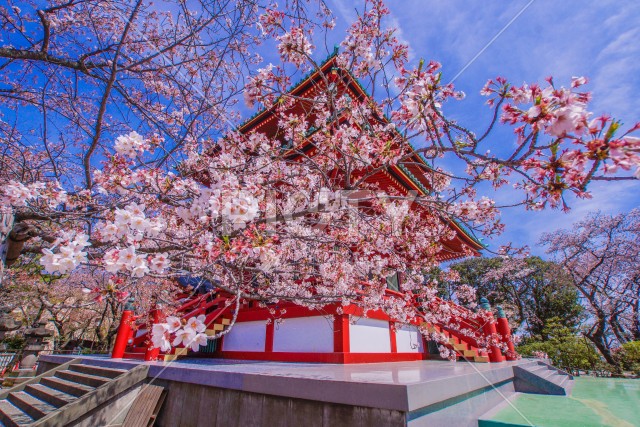 春の桜と孝道山（横浜市）