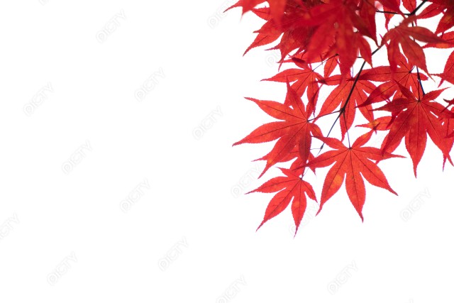 秋の紅葉もみじと白背景