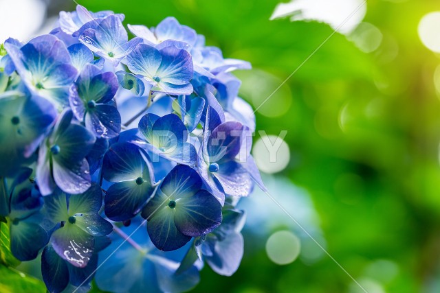 紫陽花の接写