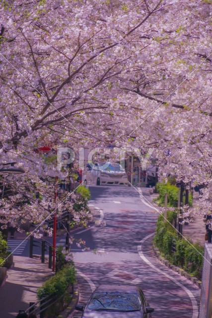 渋谷さくら坂と満開の桜