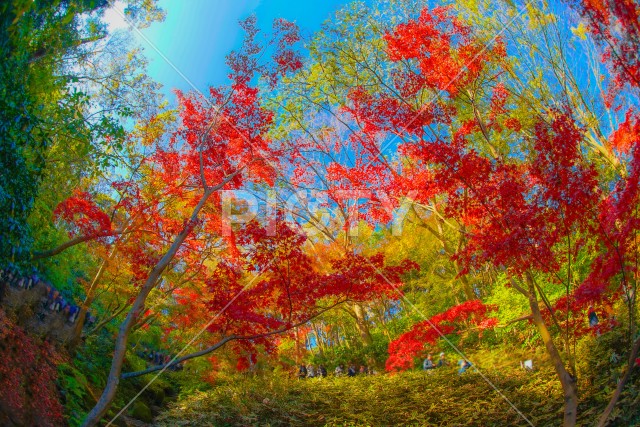 三渓園の紅葉