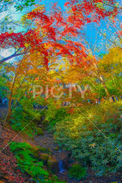 三渓園の紅葉
