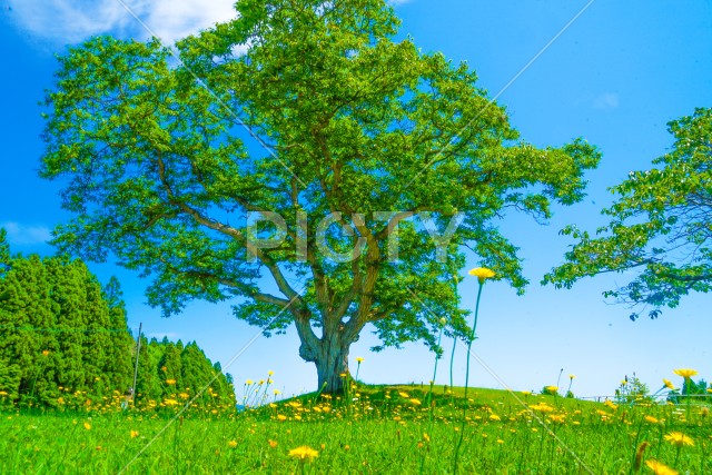 大木とたんぽぽが咲く平原
