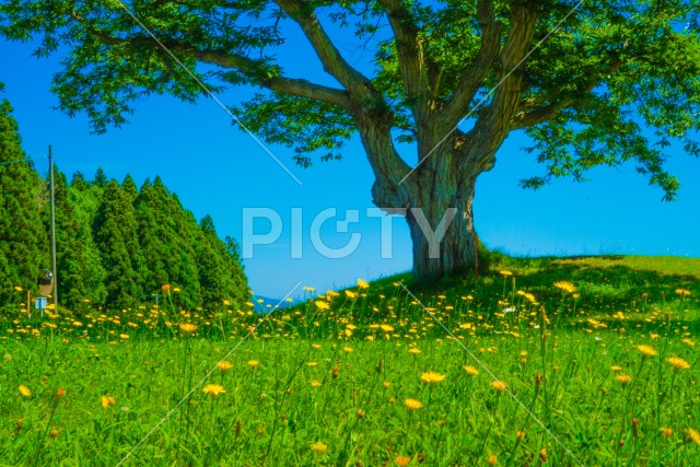 大木とたんぽぽが咲く平原