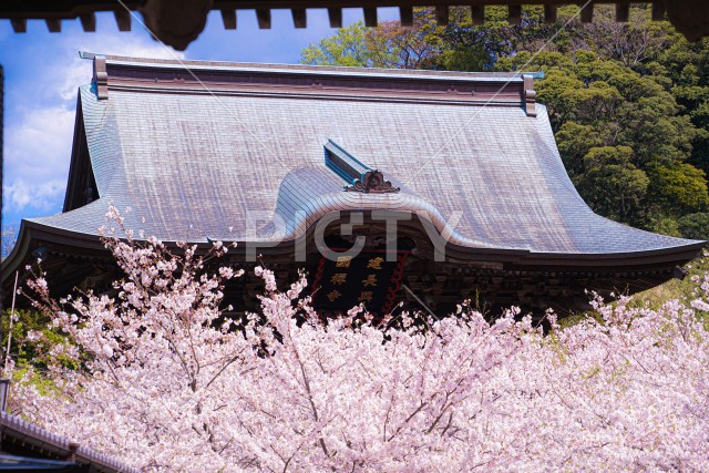 建長寺と満開の桜（鎌倉市）