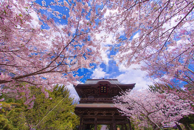 建長寺と満開の桜（鎌倉市）