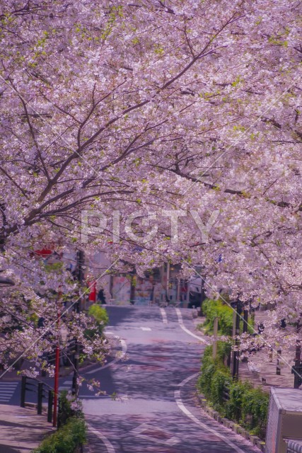 渋谷さくら坂と満開の桜