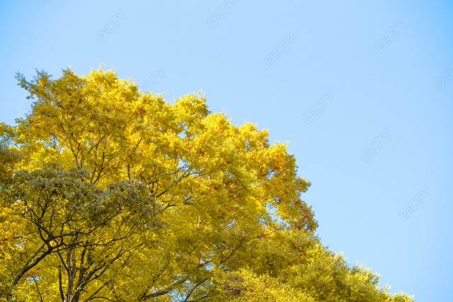山形県山寺にある黄色に色づいた木