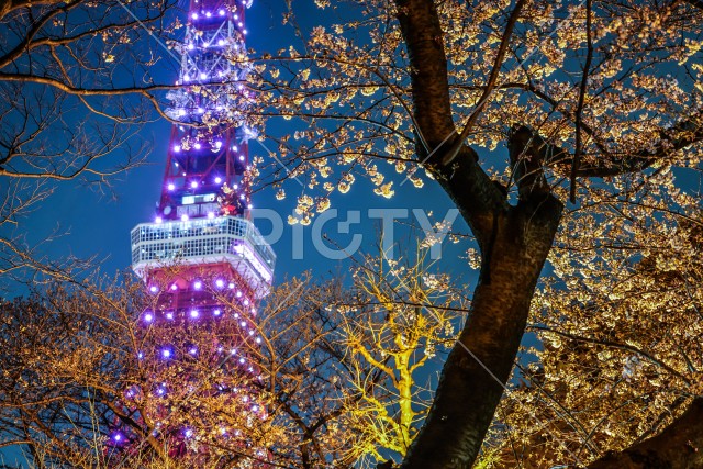 桜の間から見える東京タワー