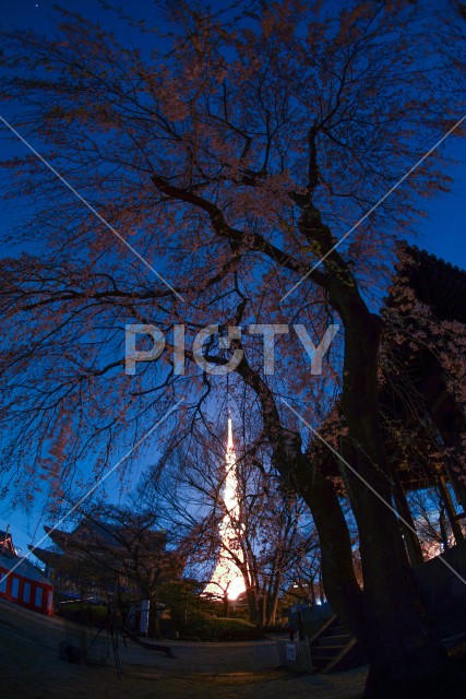 増上寺の夜桜と東京タワー