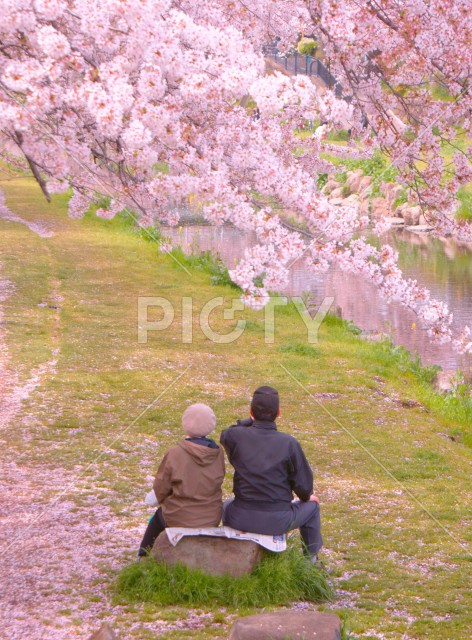 桜と老夫婦