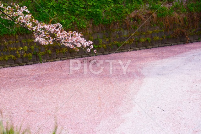 千鳥ヶ淵の桜イメージ