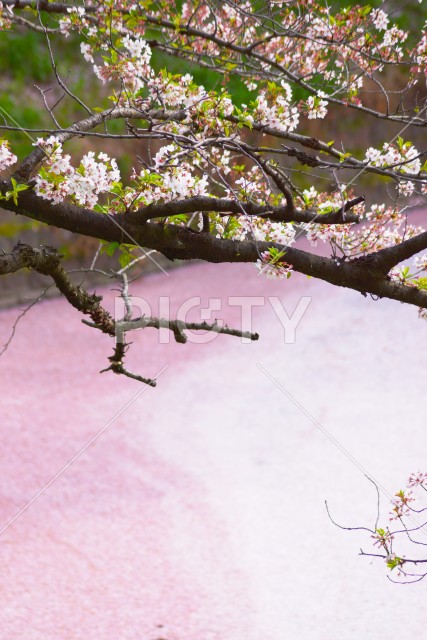 千鳥ヶ淵の桜イメージ