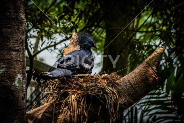 ジャングルに佇む美しい孔雀