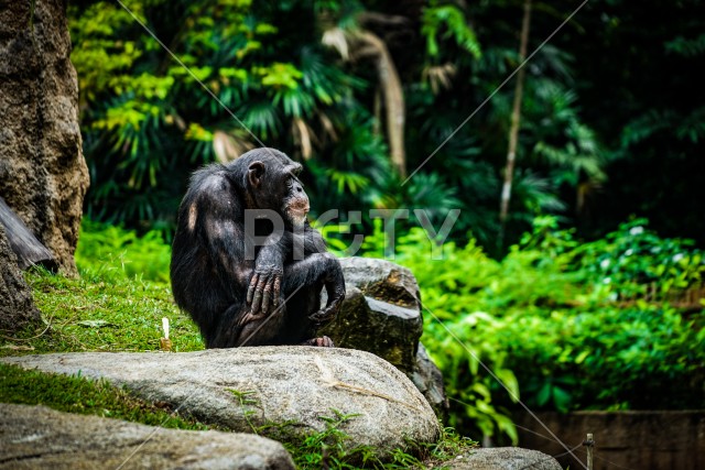 ジャングルに佇むポーズを取っているチンパンジー