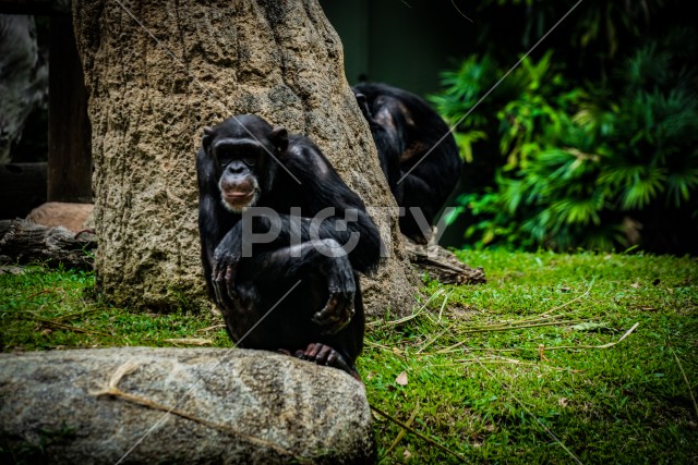 ジャングルに佇むポーズを取っているチンパンジー