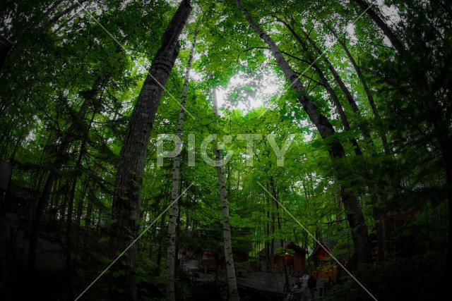 森の中に立つロッジのイメージ