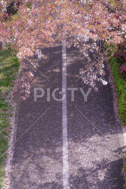 桜の花びらが舞い散る道路