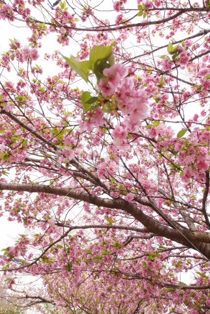 満開に咲く桜のイメージ