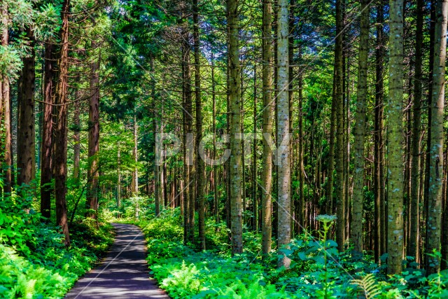北海道北斗市の森林のイメージ