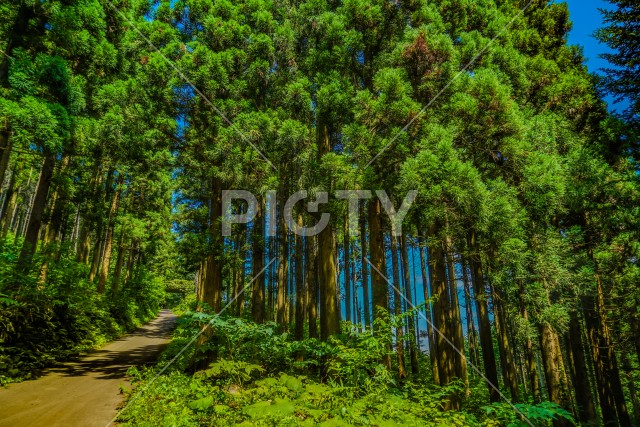 北海道北斗市の森林のイメージ