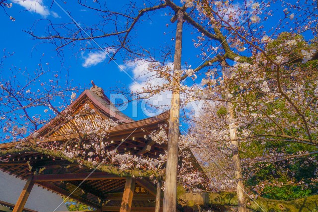 靖国神社の五分咲きの桜