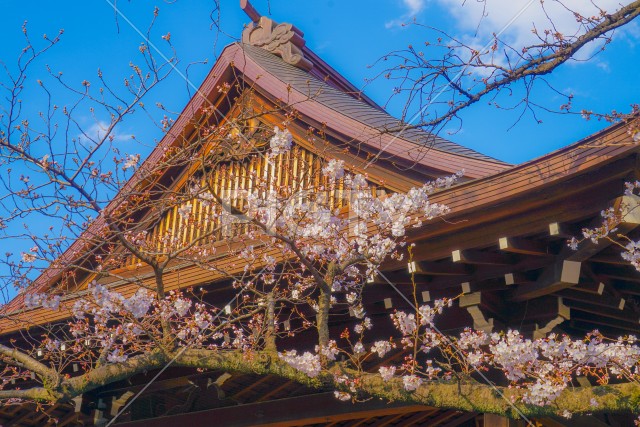 靖国神社の五分咲きの桜